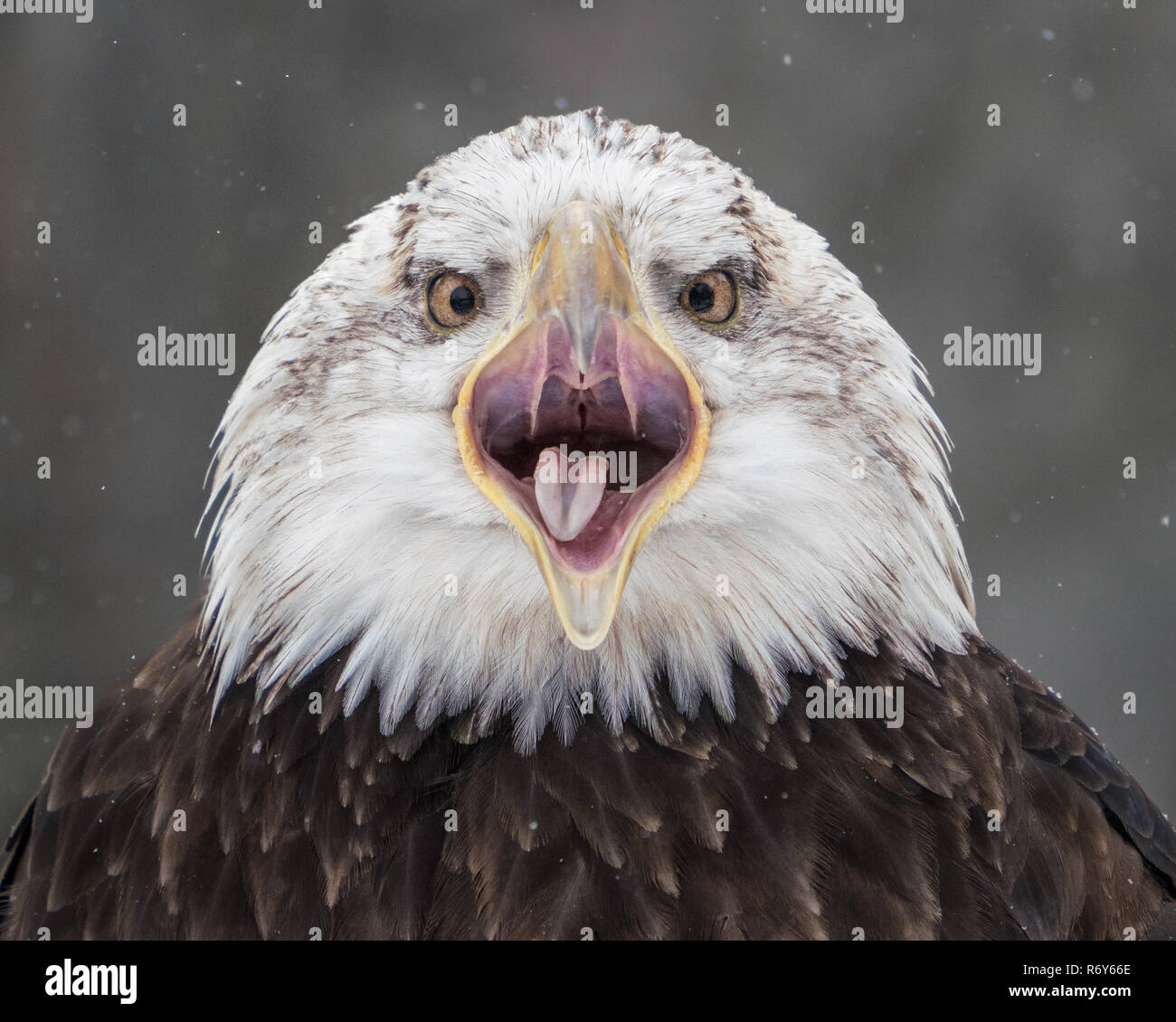 Screeching Bald Eagle III Stock Photo