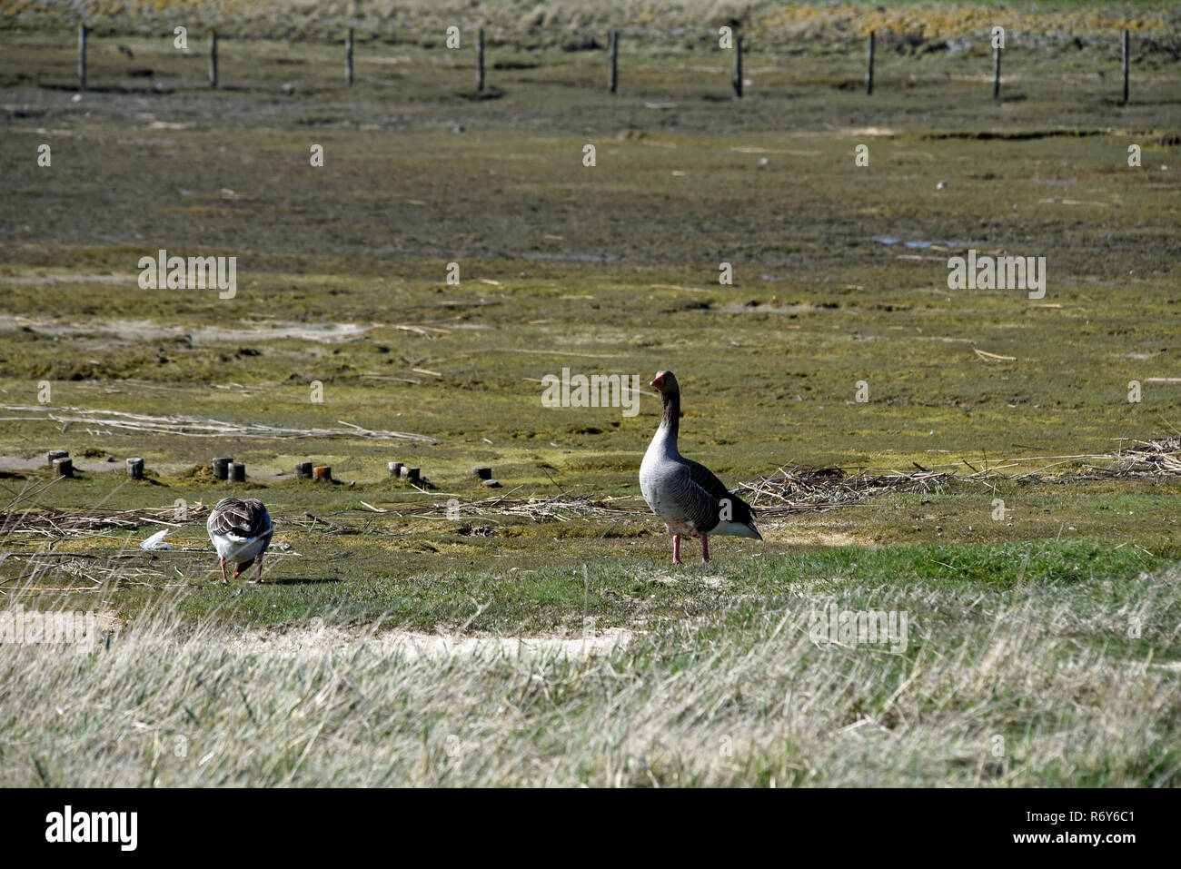 gray goose Stock Photo