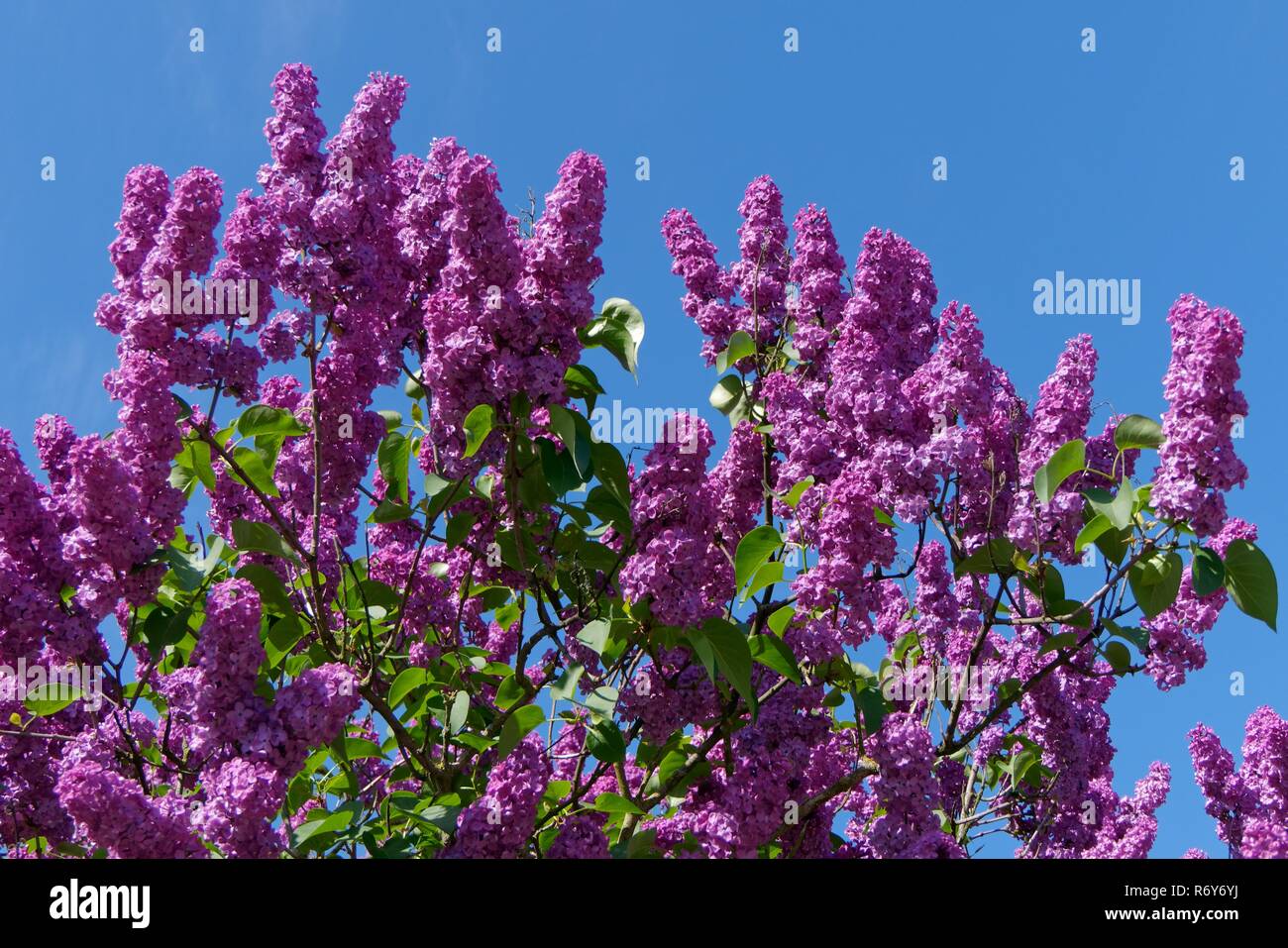 ordinary lilac Stock Photo