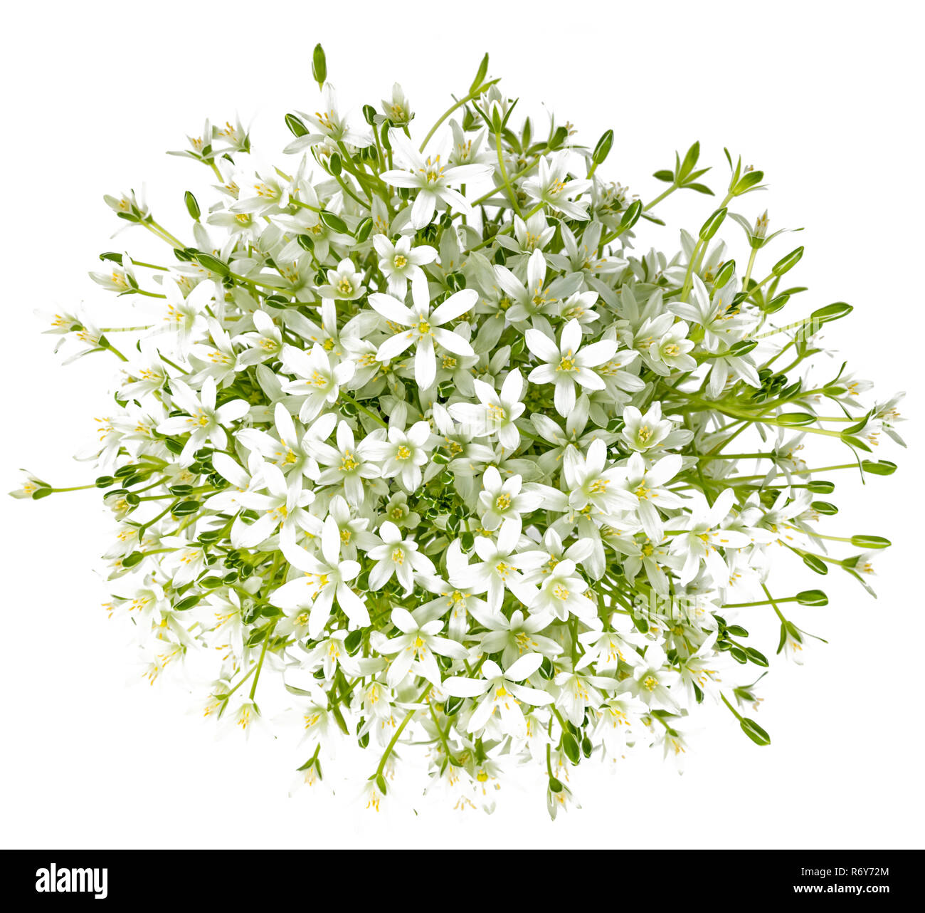 bouquet of umbels-daisy flowers on white background Stock Photo