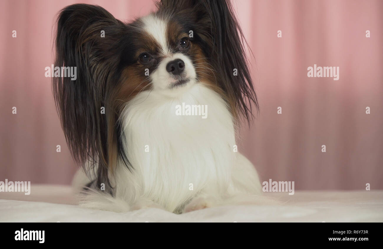 Beautiful dog Papillon lies on bed and looks around Stock Photo