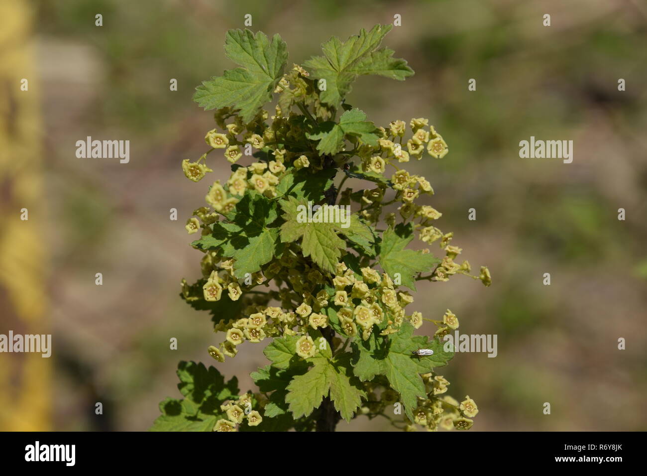 Flowers of red currant in spring on a stalk. Stock Photo