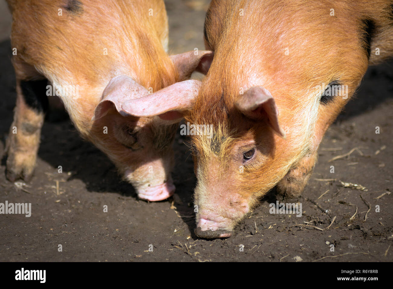 two ginger pigs Stock Photo