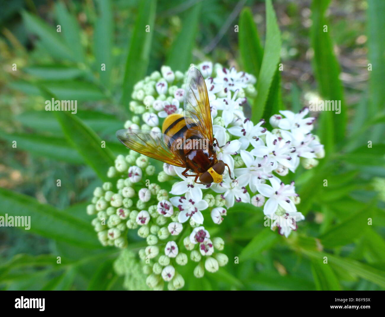 Hornet mimic hoverfly sitting on a white flower Stock Photo