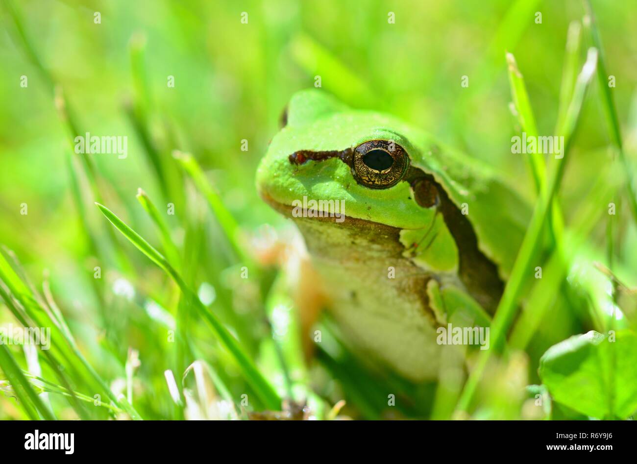 Green Tree Frog Grass Stock Photos & Green Tree Frog Grass Stock Images ...