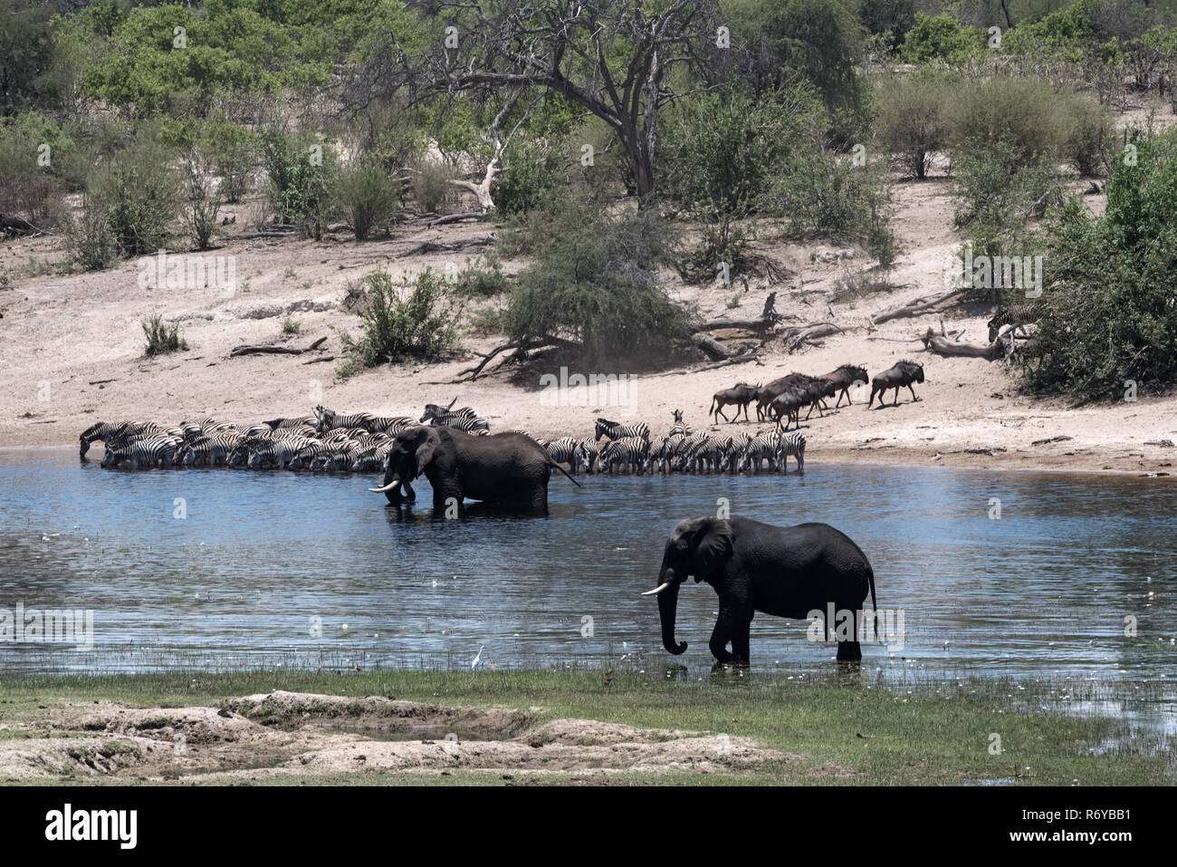 Elephants, zebras and wildebeest on Boteti River in Makgadikgadi Pans National Park, Botswana Stock Photo