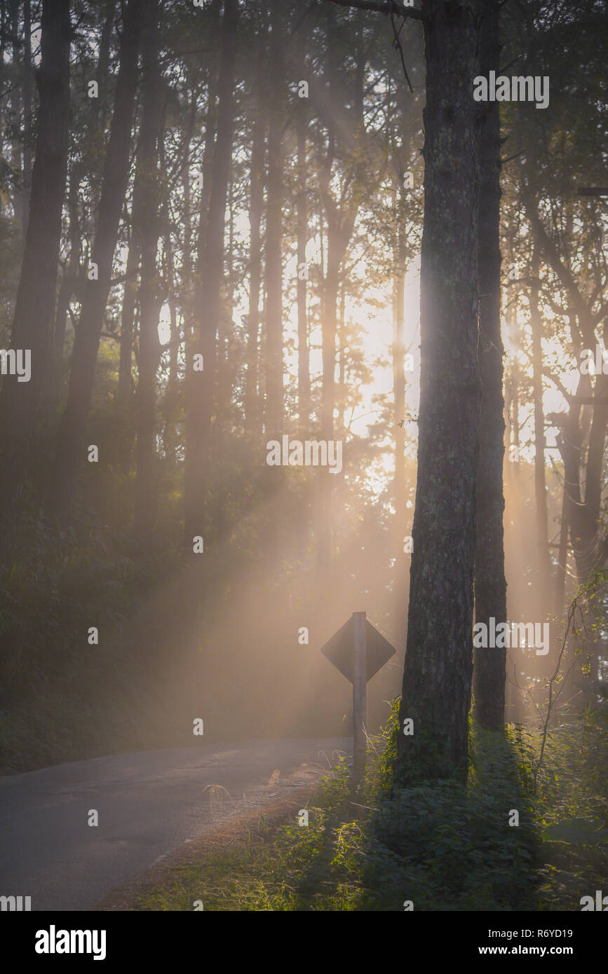 Silhouette misty road in pine forest Stock Photo