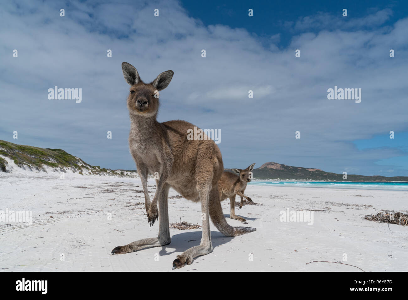 Lucky Bay Kangaroo Hi res Stock Photography And Images Alamy lucky-bay-kangaroo-hi-res-stock-photography-and-images-alamy