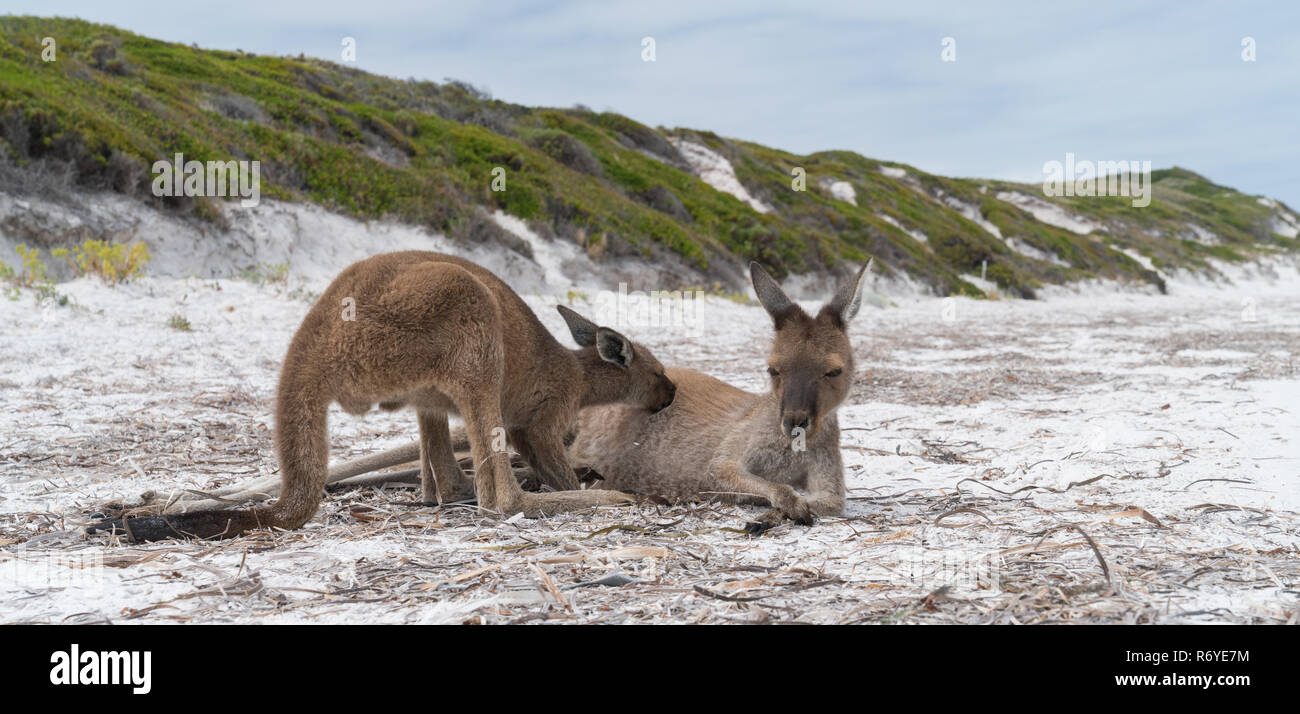 Opossum Bay High Resolution Stock Photography and Images Alamy