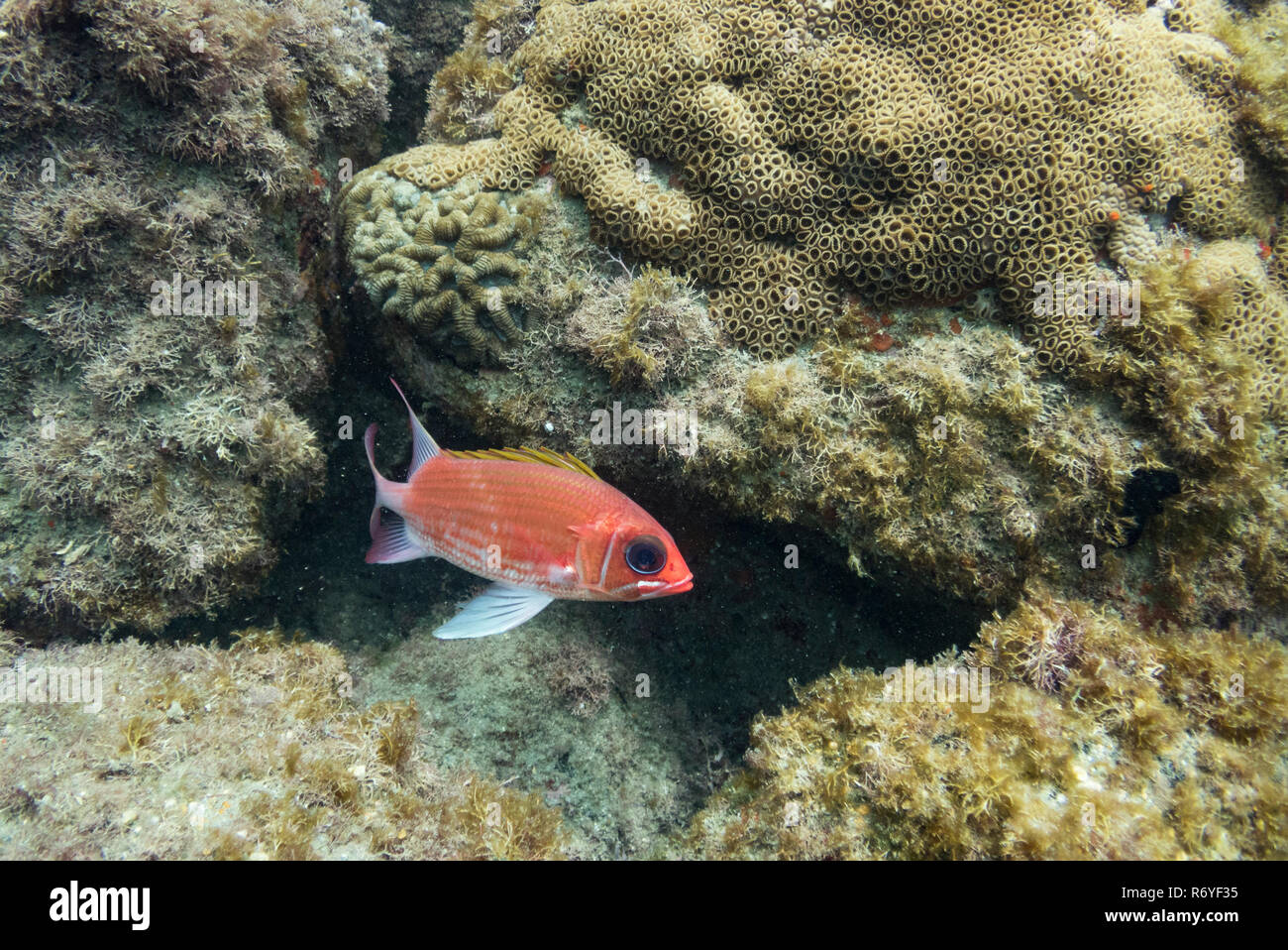 A Red Squirrelfish from SE Brazil Stock Photo