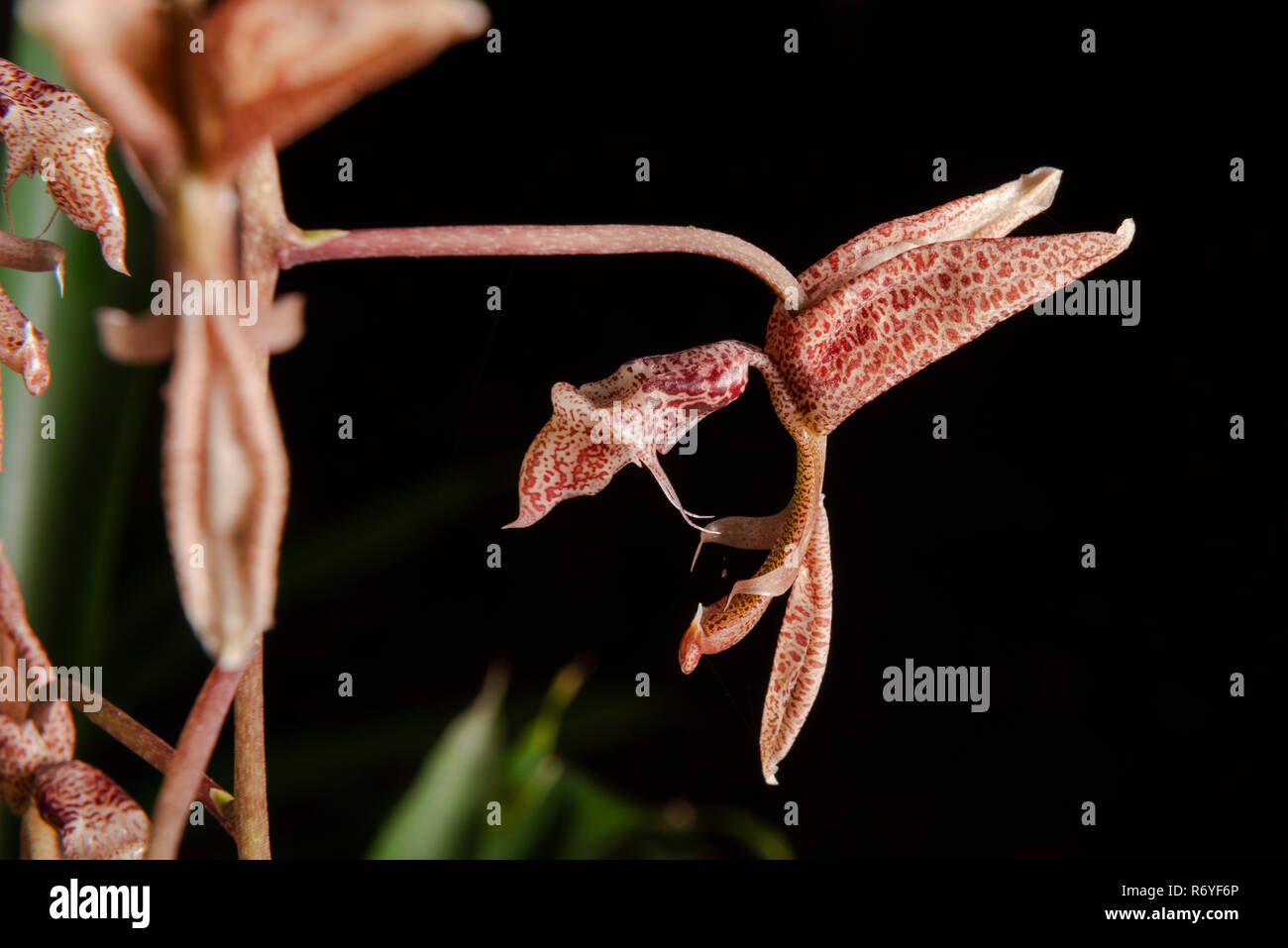 A native Gongora sp. orchid from the Atlatic Rainforest of coastal SE Brazil Stock Photo
