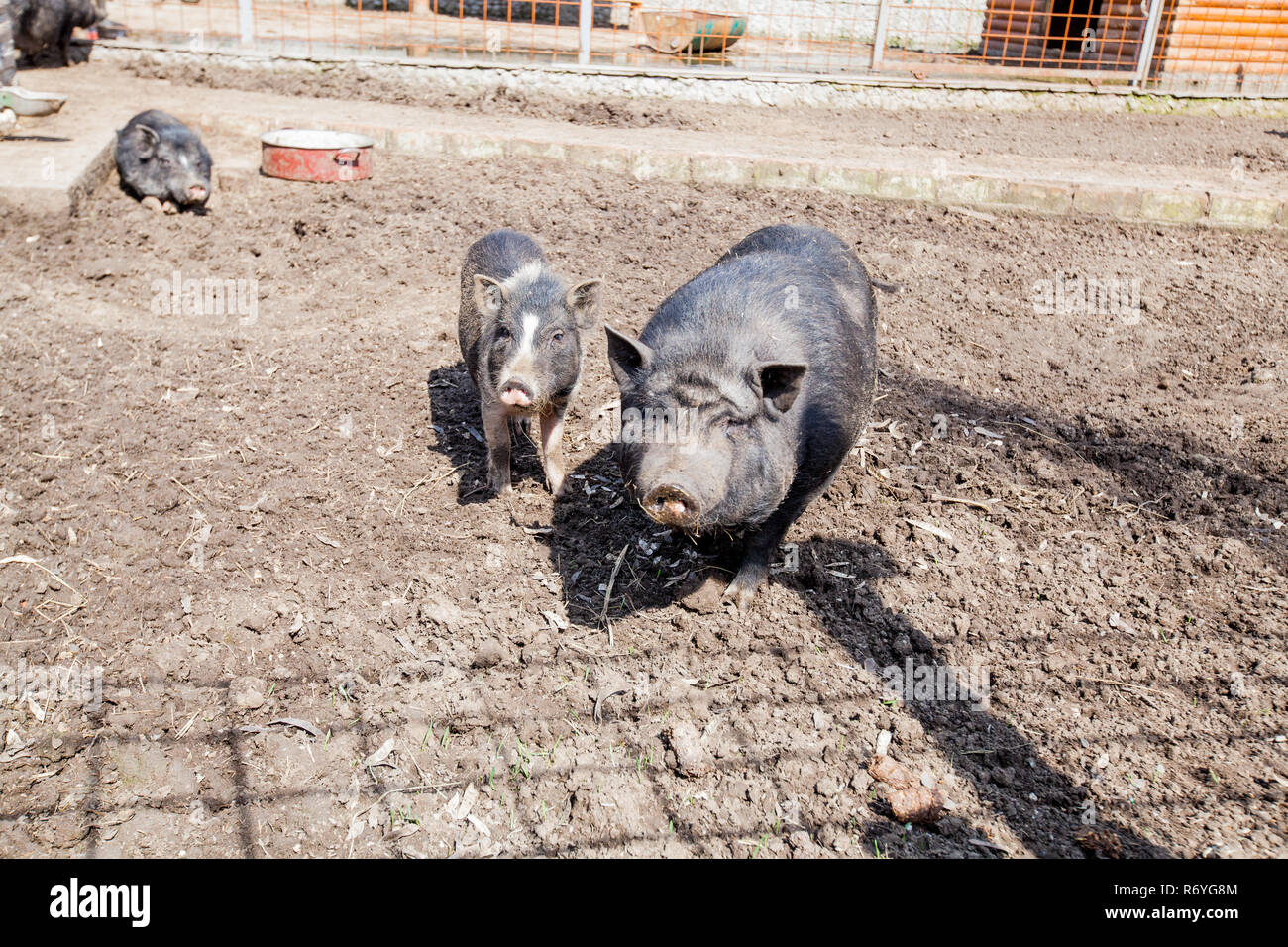 Black breed of pig Stock Photo Alamy