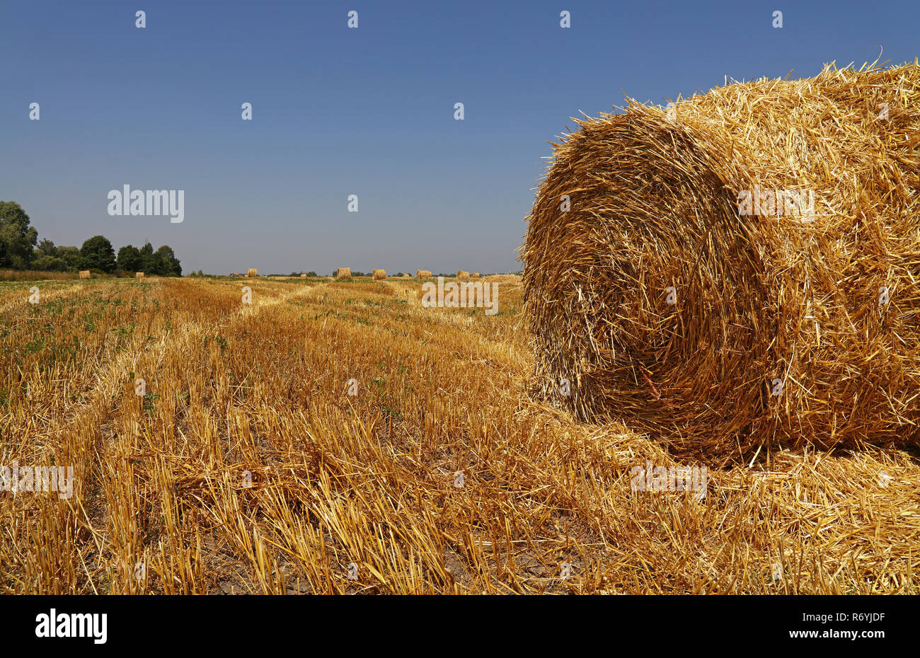 Bales of straw in stubble field after harvesting Stock Photo - Alamy
