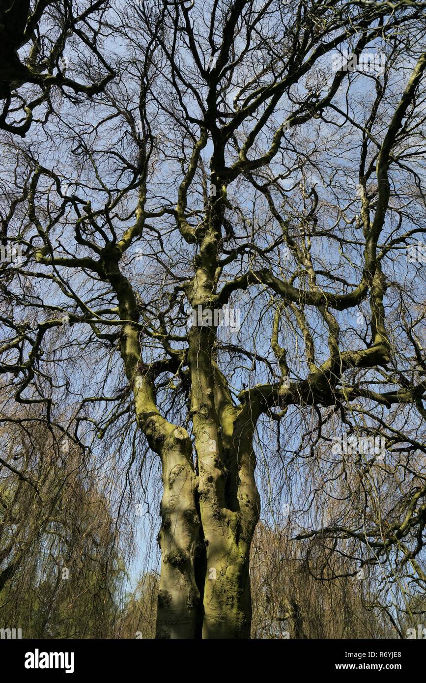 Hanging Beech Fagus Sylvatica Pendula Stock Photo Alamy