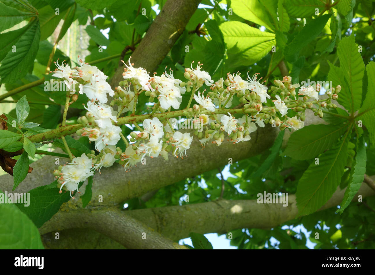 inflorescence of a chestnut in spring Stock Photo