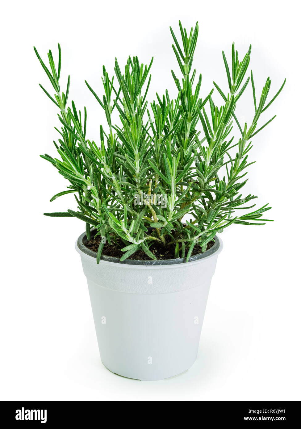 Rosemary plant in white pot Stock Photo Alamy