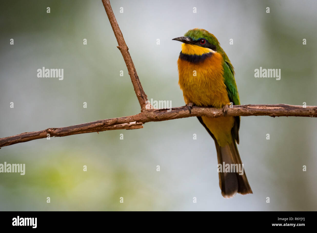 Little bee-eater standing on branch facing camera Stock Photo