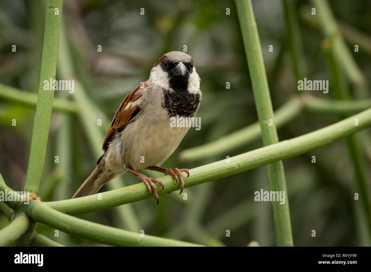 Male house sparrow on branch facing camera Stock Photo
