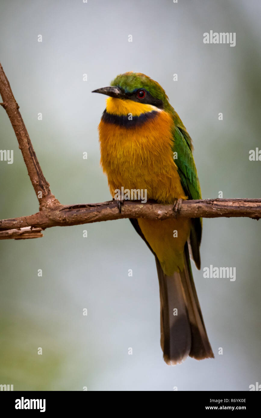 Little bee-eater perched on branch facing camera Stock Photo