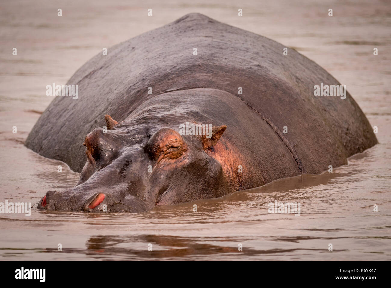 Hippopotamus resting in muddy pool facing camera Stock Photo