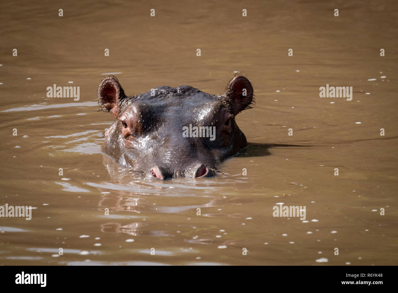 Hippopotamus wading up to neck facing camera Stock Photo