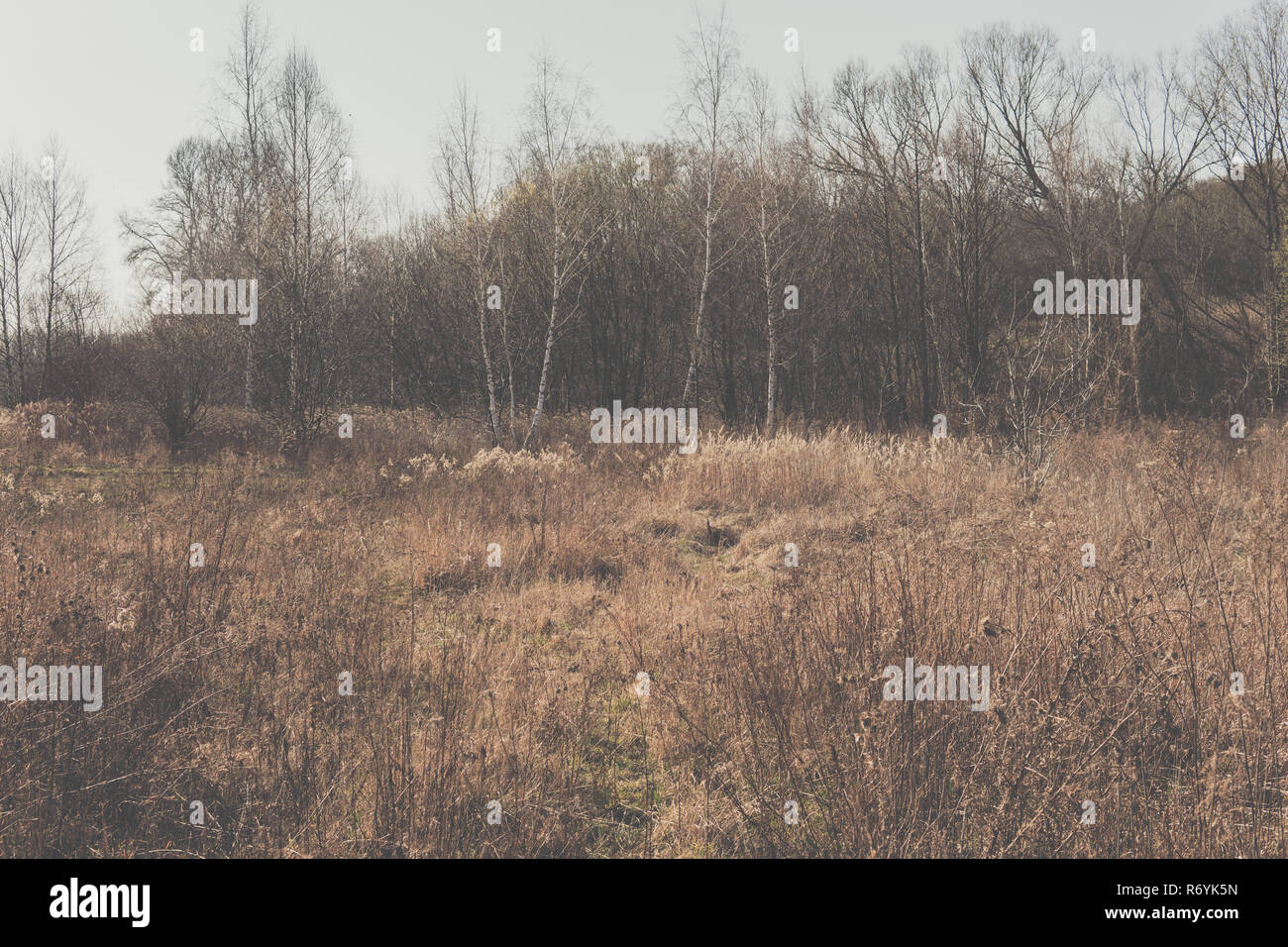 Tall marsh grass stalk hi-res stock photography and images - Alamy