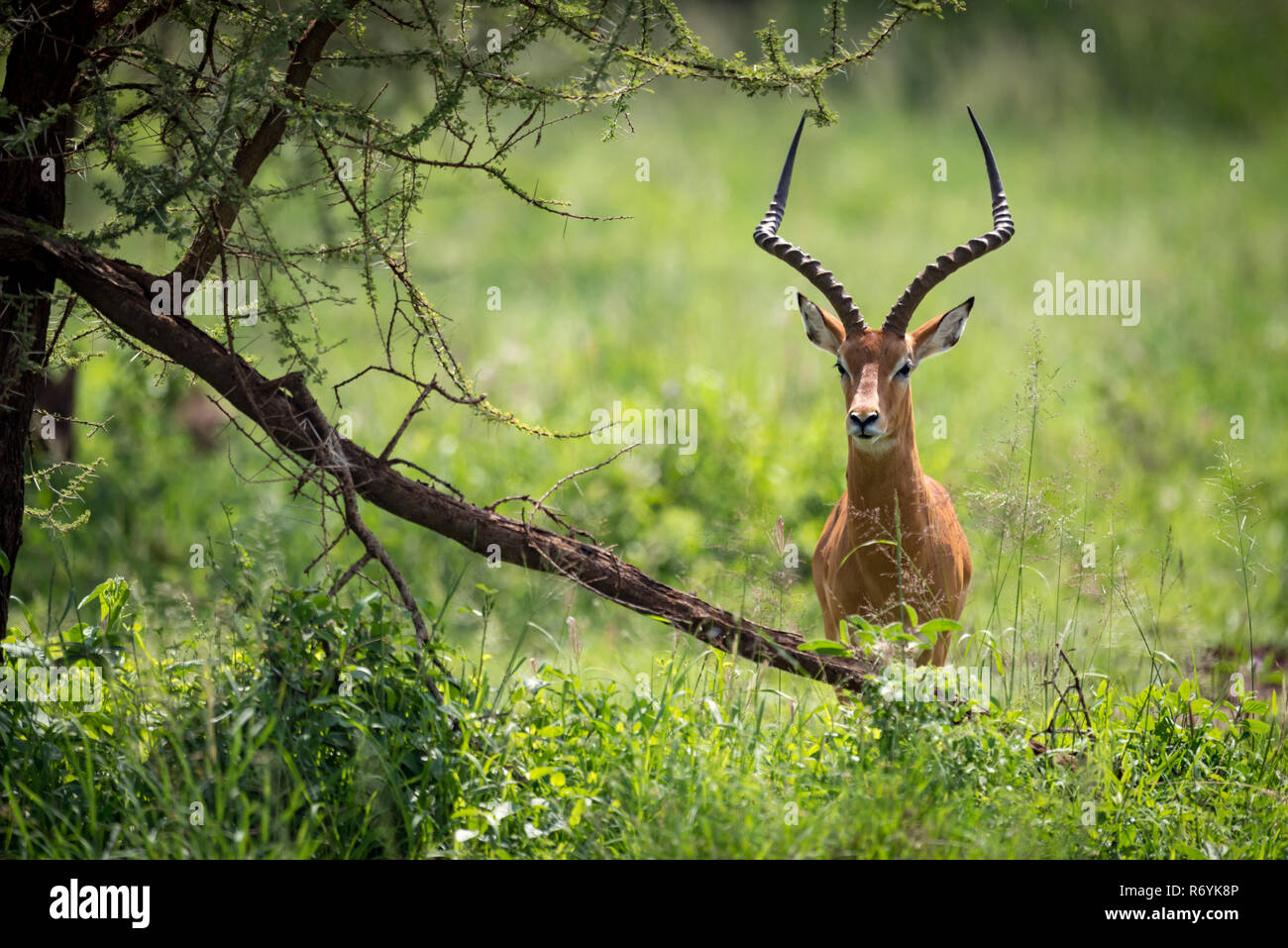 Male impala facing camera hides behind tree Stock Photo