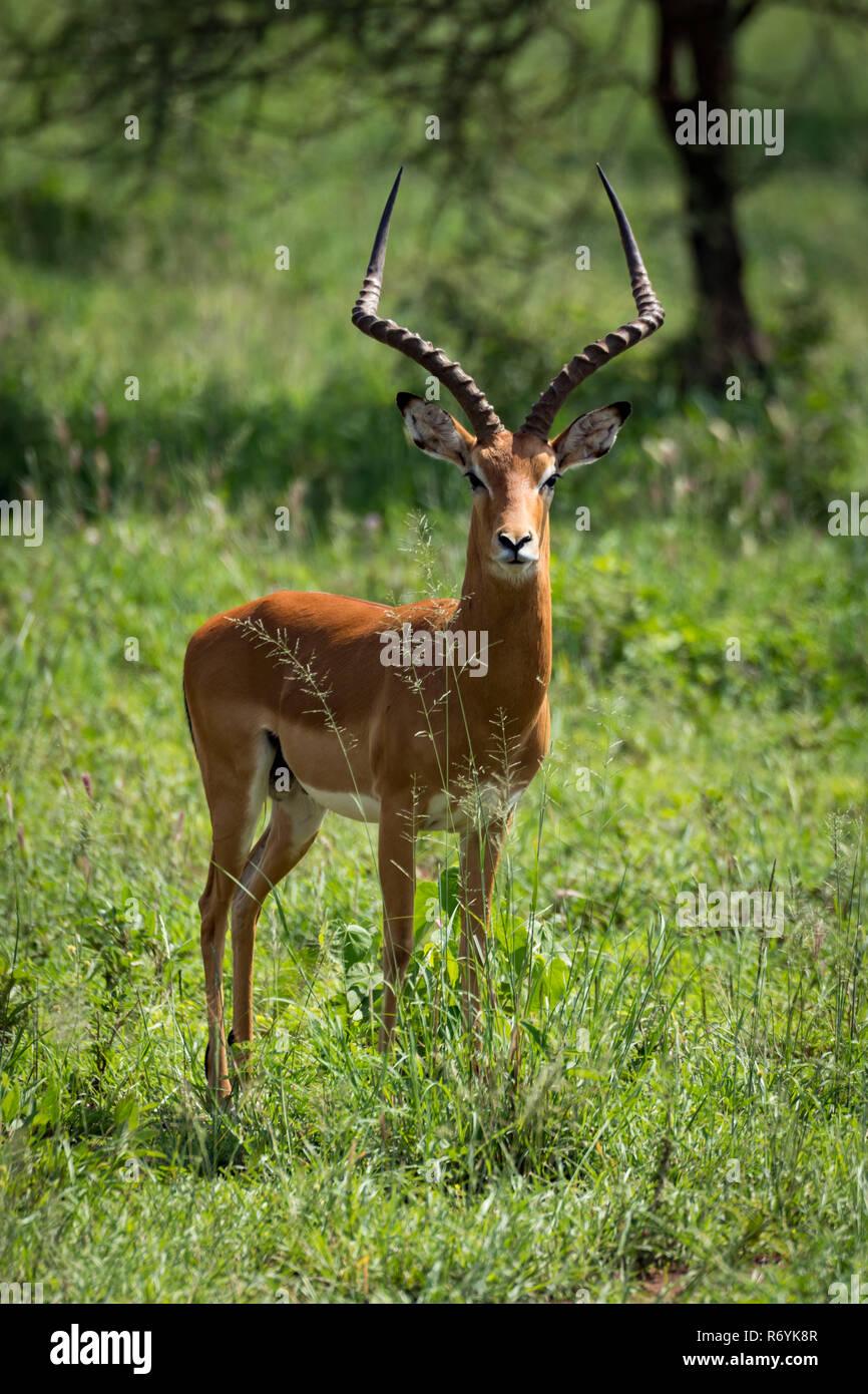 Male impala facing camera in grassy meadow Stock Photo