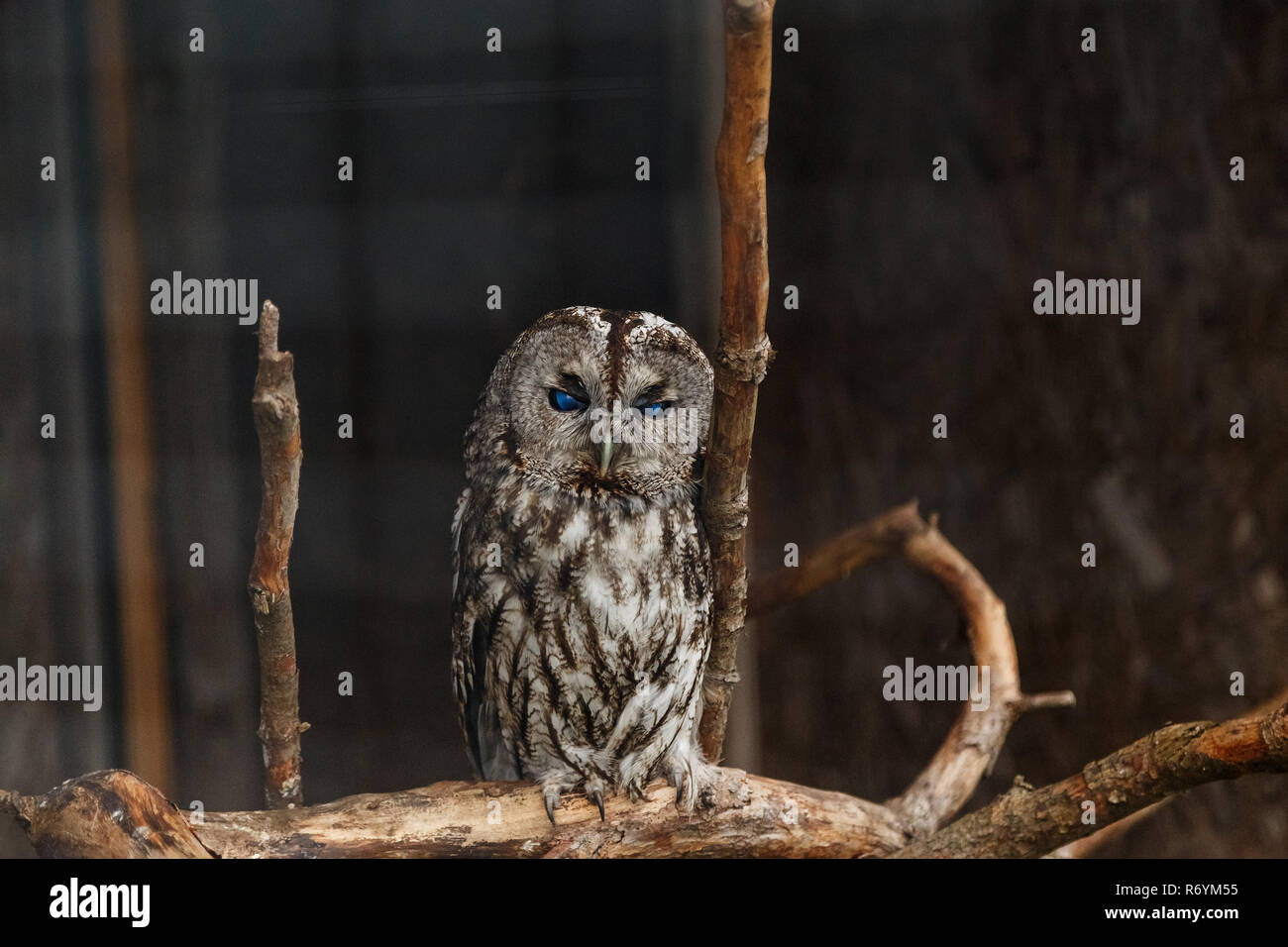 Gray owl in a cage Stock Photo