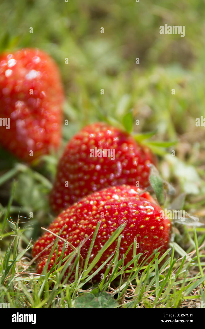 strawberries in the grass Stock Photo Alamy