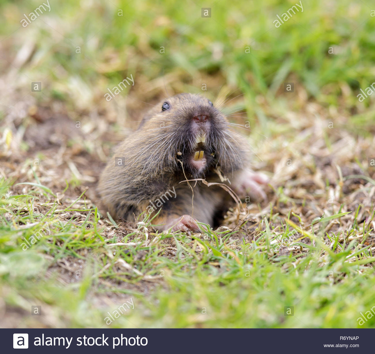 Gopher Teeth Stock Photos & Gopher Teeth Stock Images Alamy