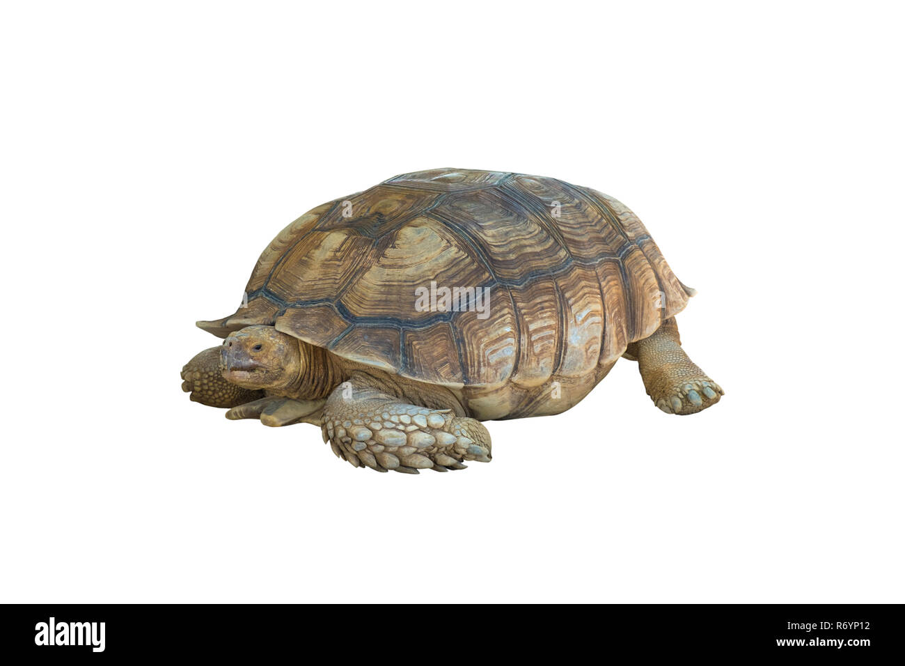 Big turtle isolated on white background with clipping path Stock Photo ...