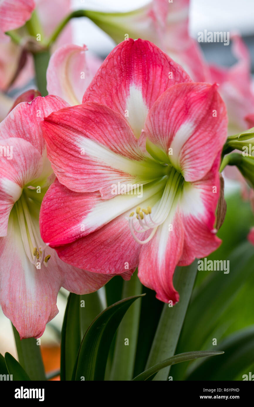red and white amaryllis flower blooming in a natural garden Stock Photo