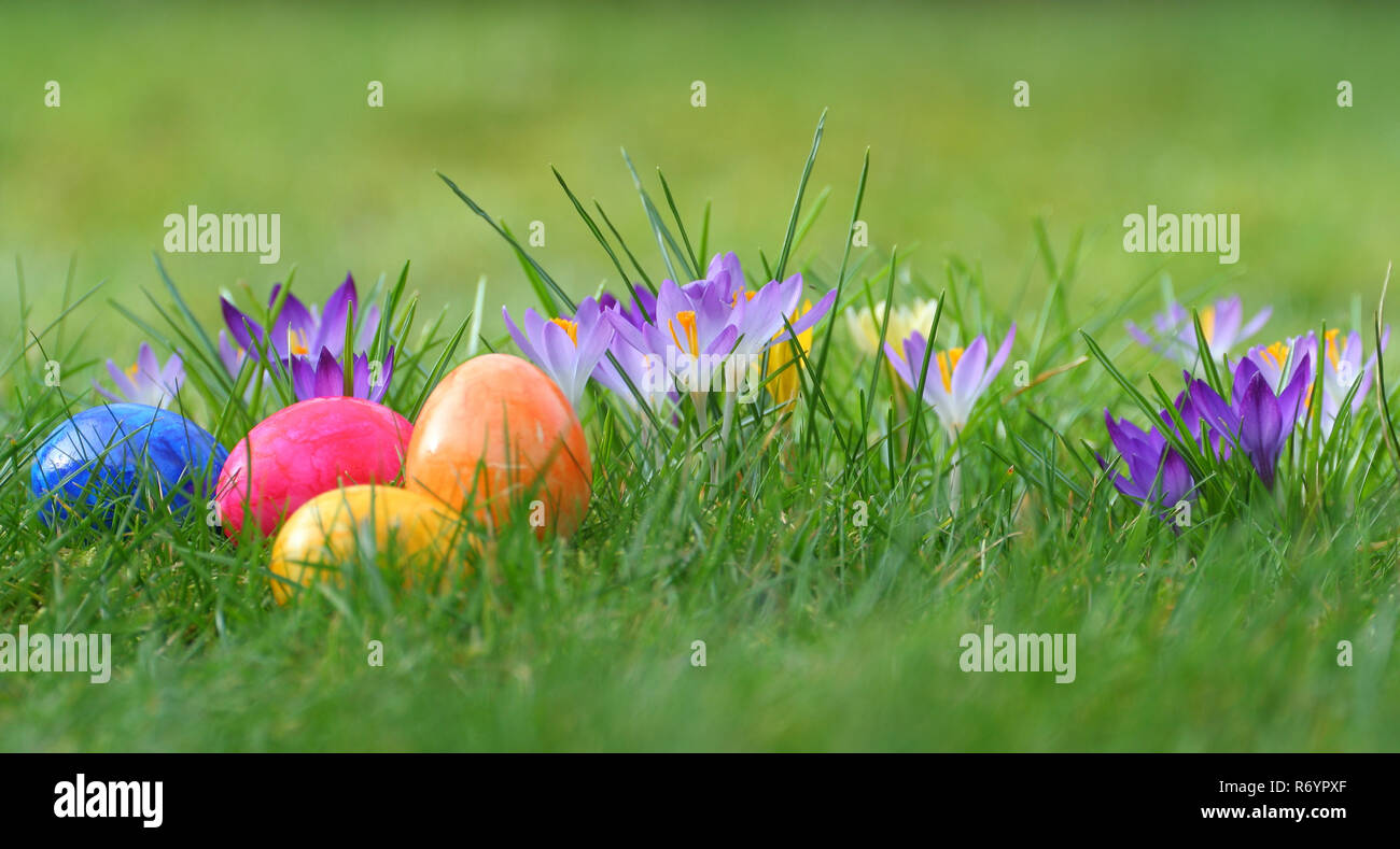 colorful easter eggs on a green meadow Stock Photo