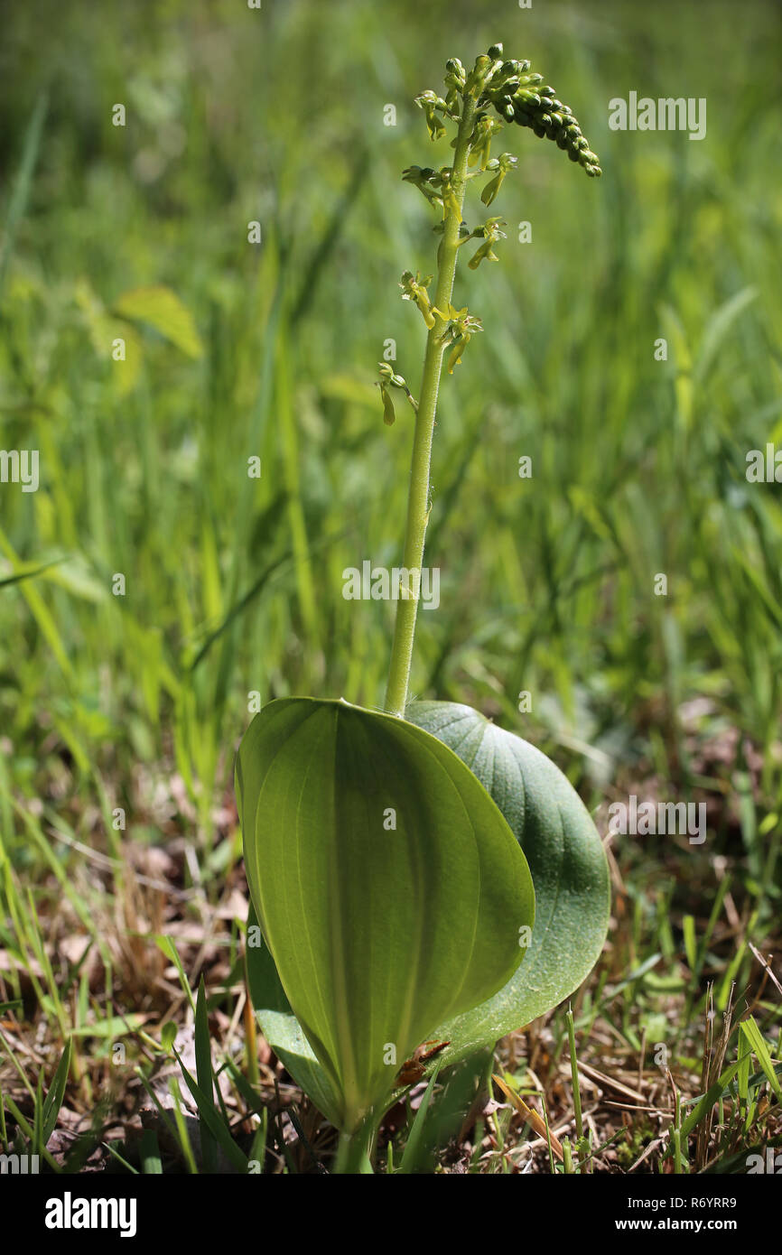Zweiblatt bloom hires stock photography and images Alamy