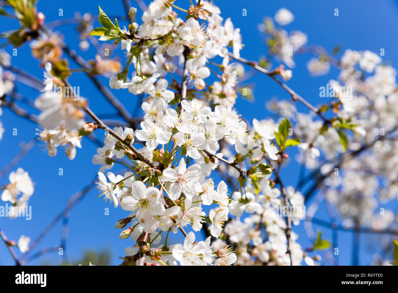 Spring cherry blossom in full bloom, blue sky background Stock Photo ...