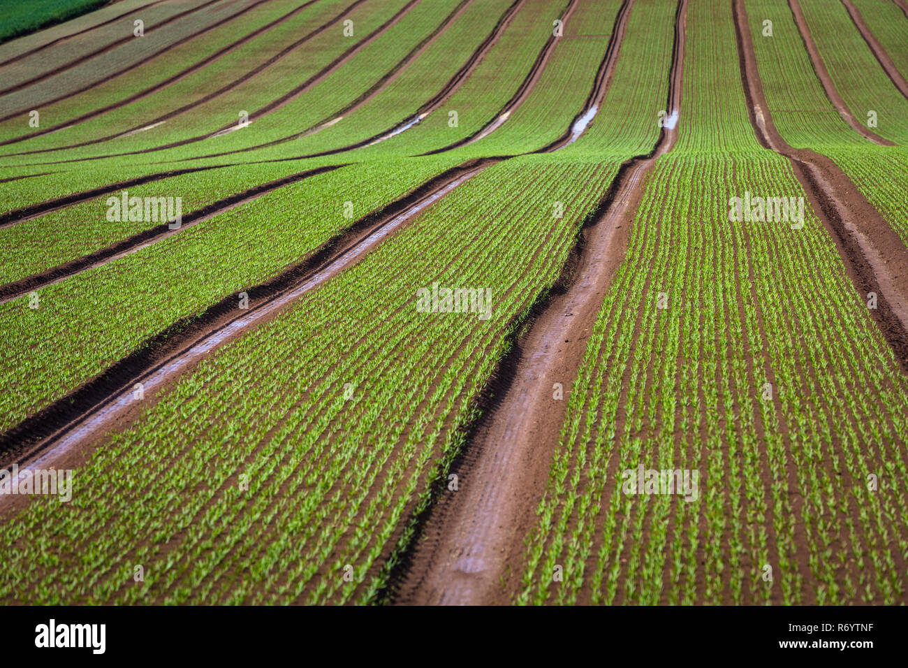 Feld mit Reihen von jungem Spinat Stock Photo - Alamy