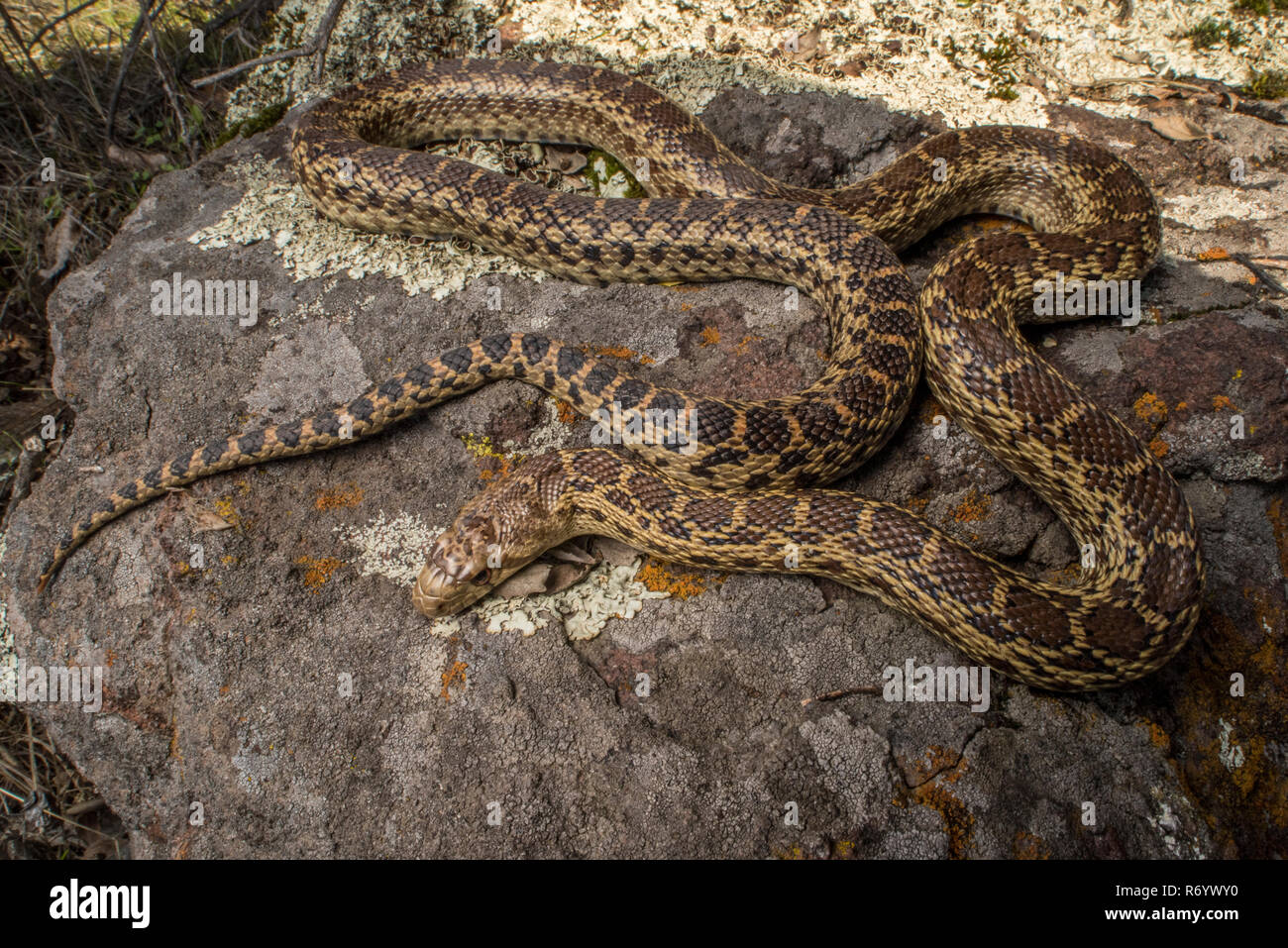 Pacific gopher snake (Pituophis catenifer catenifer) basking in the sun in order to warm up in western California. Stock Photo