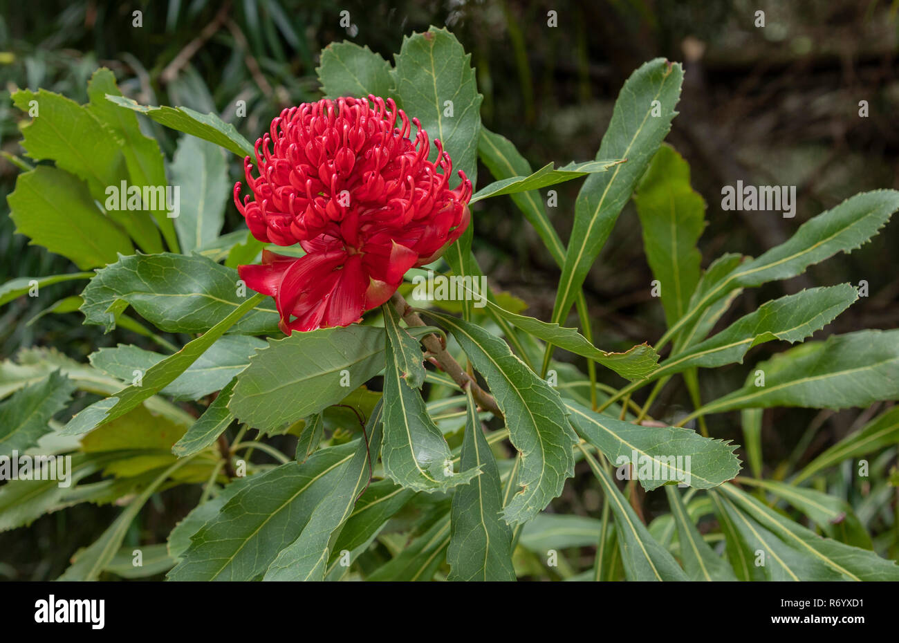 Waratah, Telopea speciosissima, in flower; floral emblem of New South Wales, Australia. Stock Photo