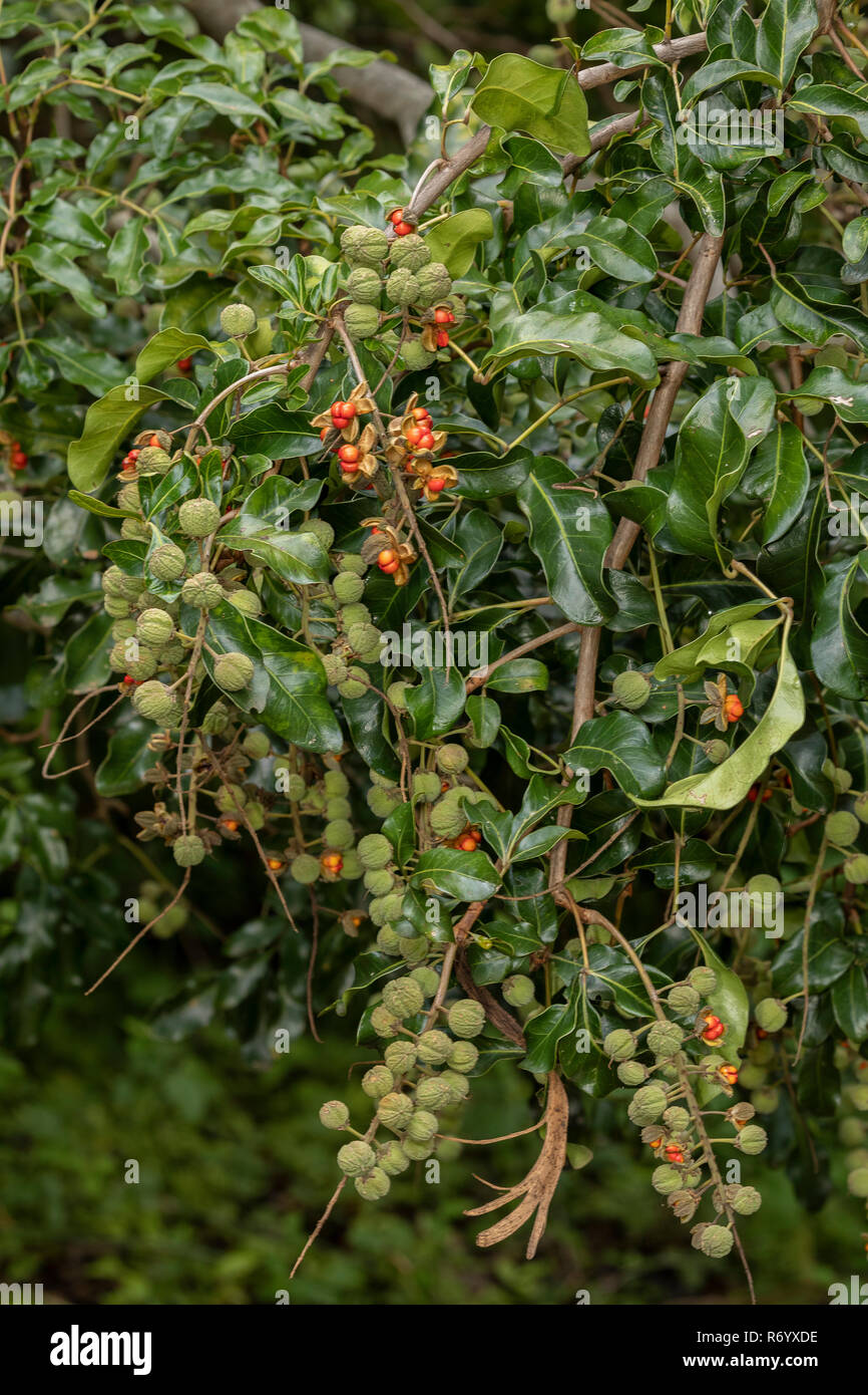 Glossy White Ash, Bersama lucens, in fruit. South Africa. Stock Photo