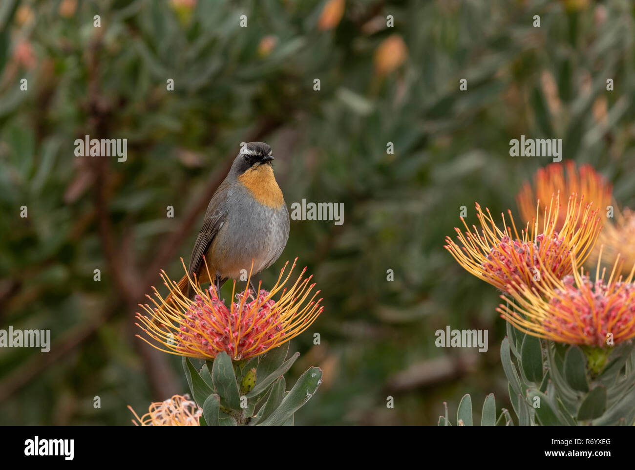 Cape robin-chat, Cossypha caffra, on pincushion, Cape Town. Stock Photo