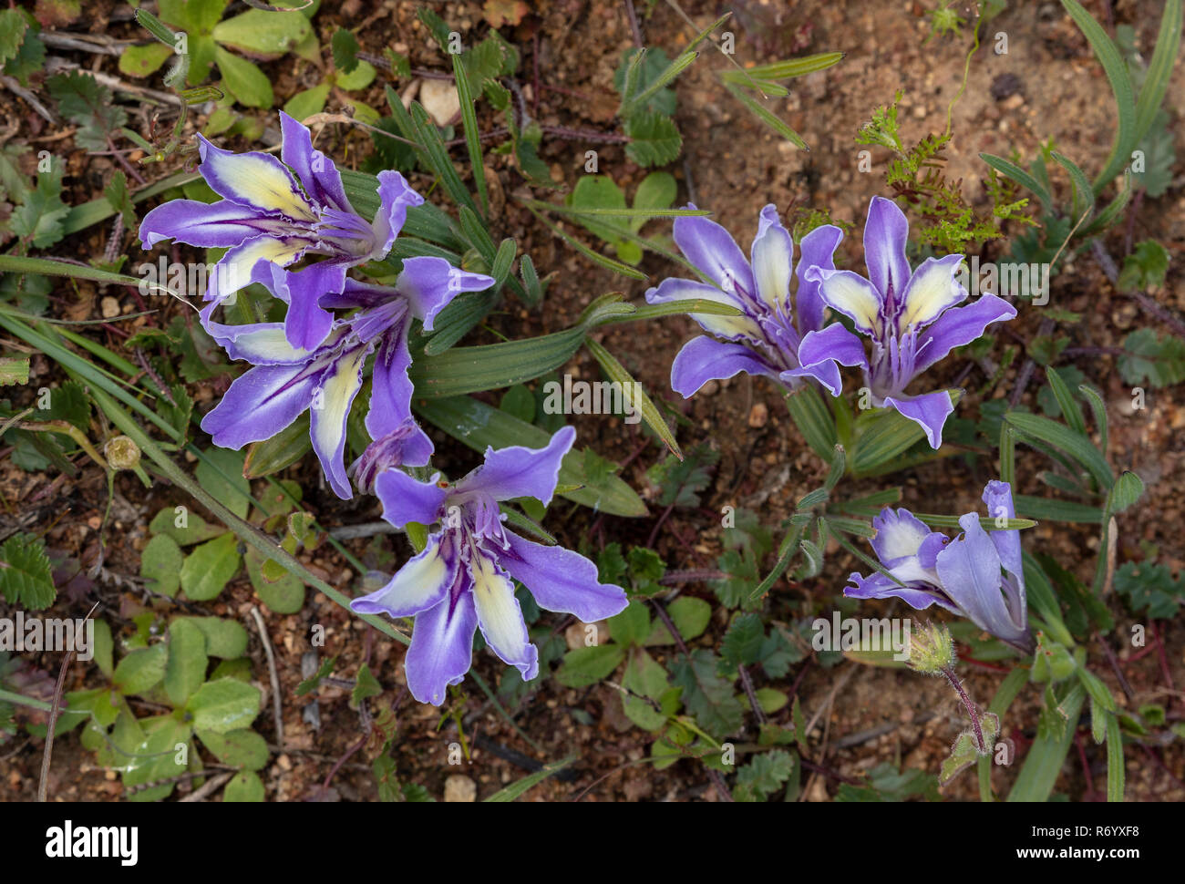An iris-relative, Babiana ambigua, in flower in Western Cape. Stock Photo
