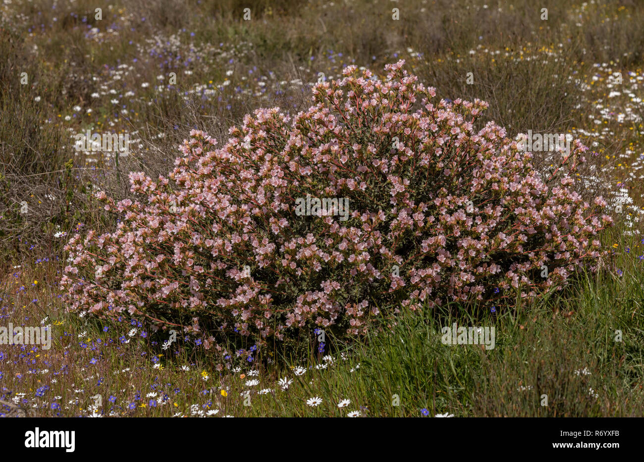 pajama bush, Lobostemon fruticosus, in flower, Western Cape, South Africa. Stock Photo