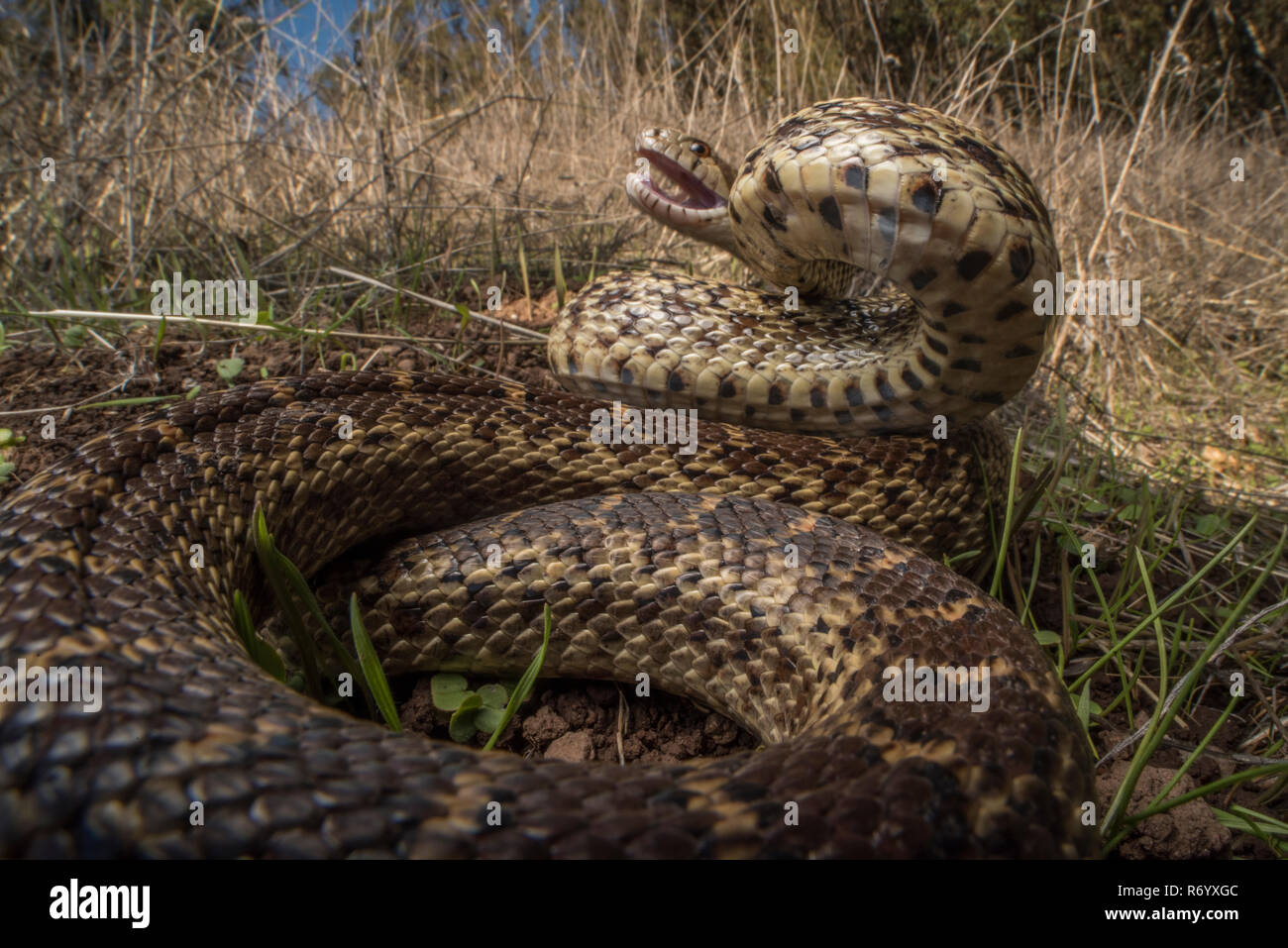 A extremely angry Pacific gopher snake (Pituophis catenifer catenifer) hissing and lunging at the camera in order to scare the photographer off. Stock Photo