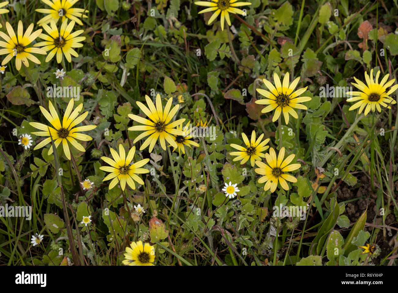 Capeweed, Arctotheca calendula, in flower in native habitat, western Cape, South Africa. Widely naturalised elsewhere. Stock Photo