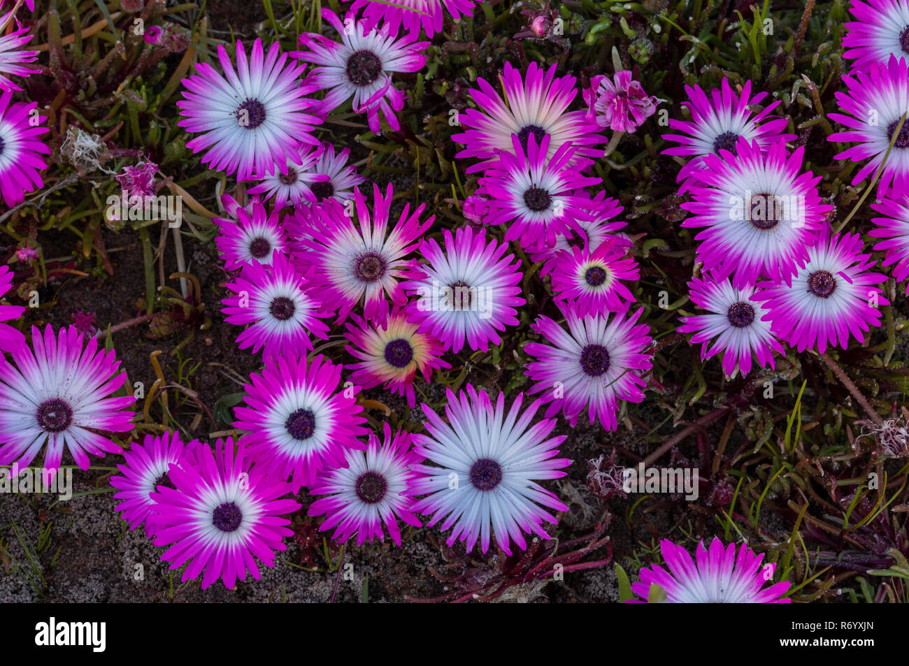 Livingstone daisy, Dorotheanthus bellidiformis,  in flower en masse at the Tinie Versfeld reserve, Cape, South Africa. Stock Photo