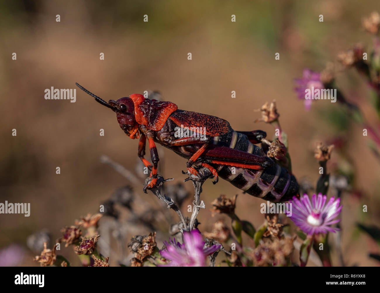 Koppie foam grasshopper, Dictyophorus spumans,  on low vegetation, Western Cape, South Africa. Stock Photo