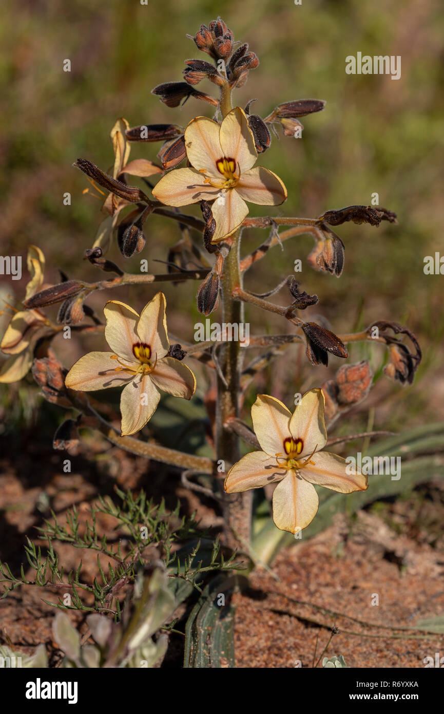 A Butterfly Lily, Wachendorfia multiflora, in flower near Darling, Western Cape, South Africa. Stock Photo