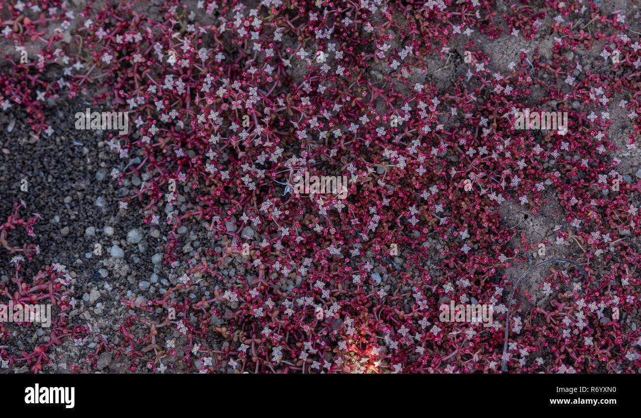 Floating pigmyweed, Crassula natans, in flower in dried up winter-wet hollow, Cederberg Mountains, South Africa. Stock Photo