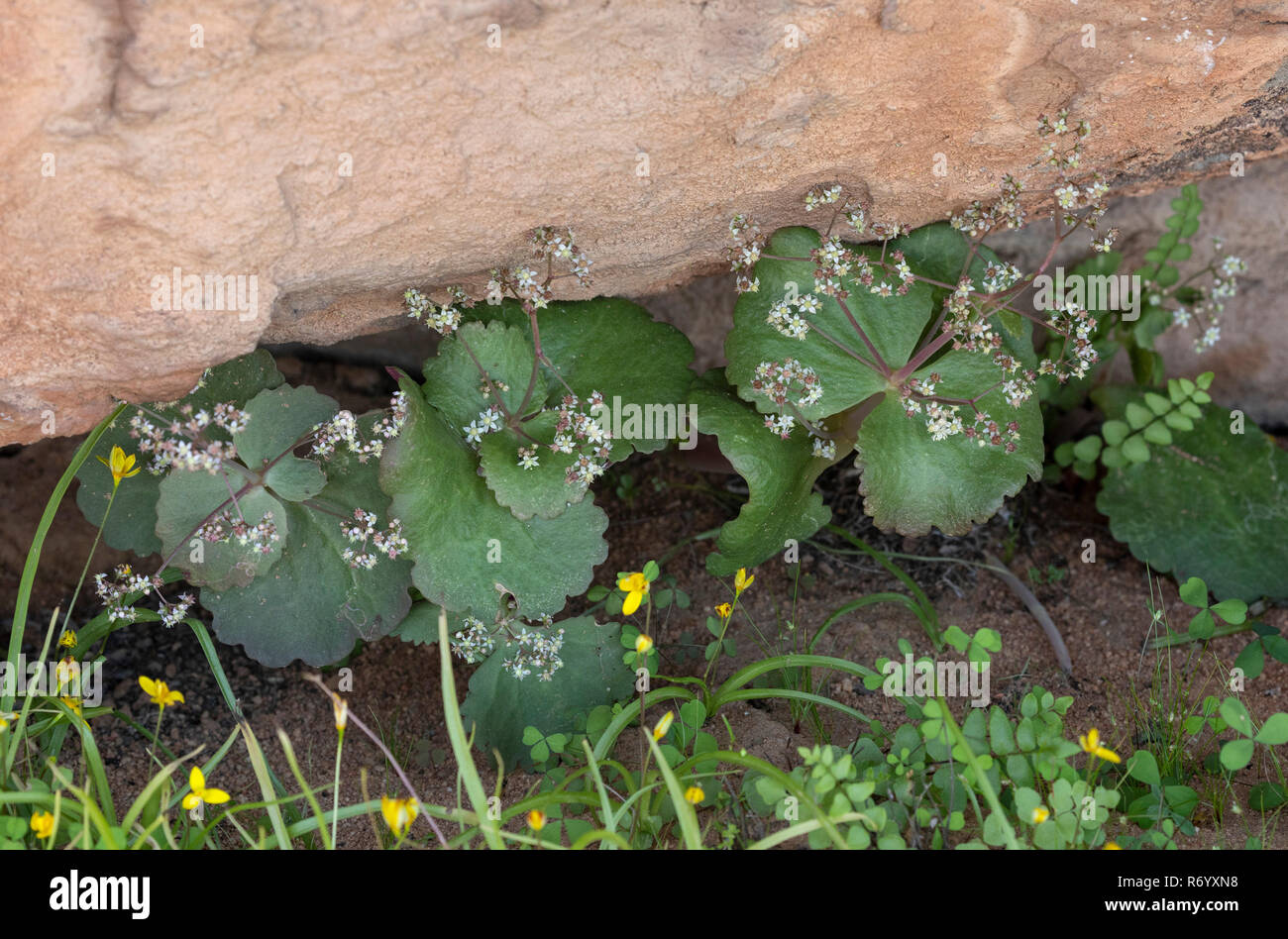 Umbrella Stonecrop, Crassula umbella, growing in rock-crevice, Cederberg Mountains, South Africa. Stock Photo